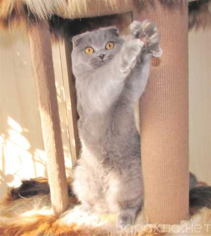 Продам: шоландский котик из питомника