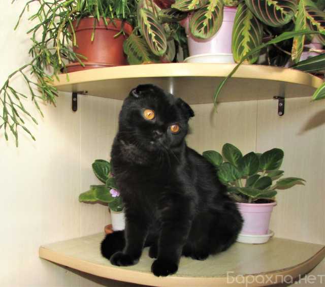 Продам: шотландская кошечка из питомника
