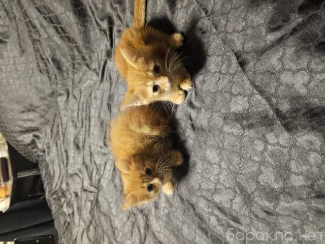 Отдам даром: Котёнок в добрые руки