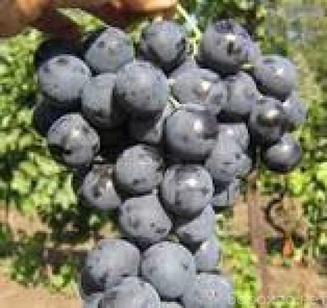 Продам: ВИНОГРАД СИНИЙ СО СВОЕГО ОГОРОРОДА