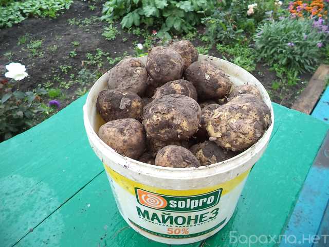 Продам: Картофель с частного подворья