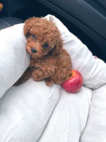 Продам: Healthy Puppies for sale