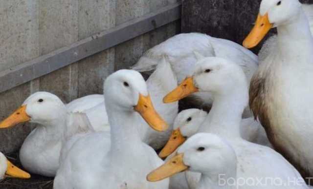 Продам: Утки голубой фаворит