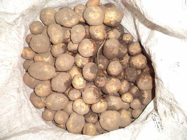 Продам: Картофель мелкий на корм скоту с частног