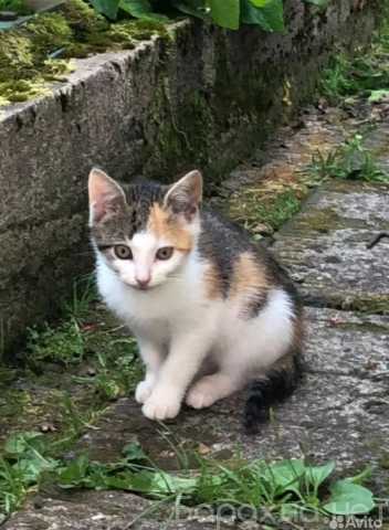 Отдам даром: Котенок девочка