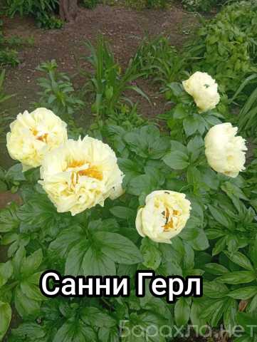 Продам: Пион Санни Герл