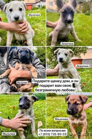 Отдам даром: Щенка,который станет вашим лучшим другом