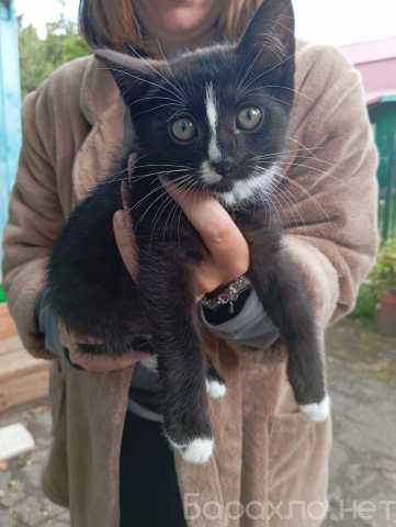 Отдам даром: Котенок