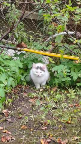 Отдам даром: Кошечка котенок Бeлла с дачи