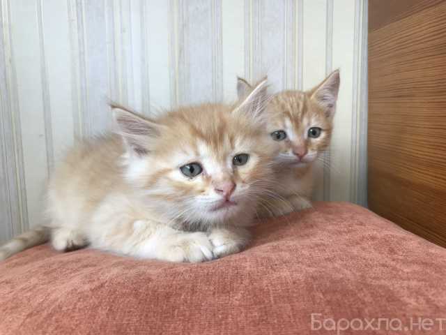 Отдам даром: Рыжие котята - ребята