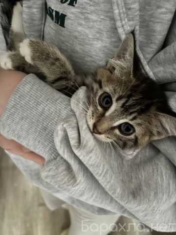 Отдам даром: Котёнок 2 месяца