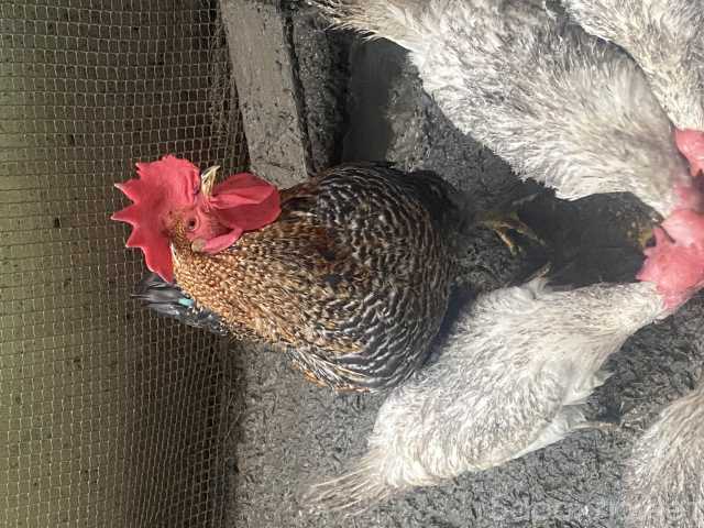 Продам: Курицы несушки