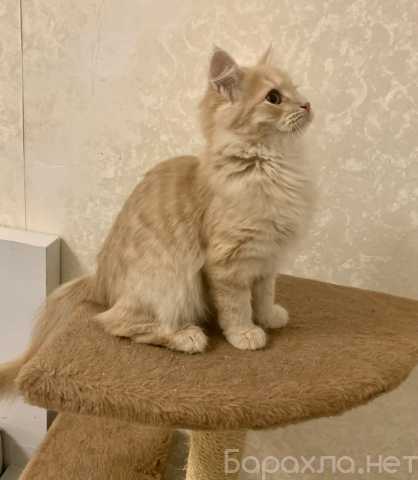 Отдам даром: Рыжик котик ищет дом