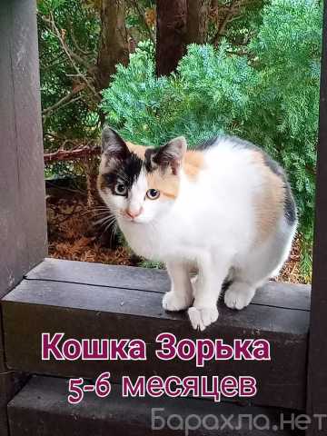 Отдам даром: Котята ищут дом