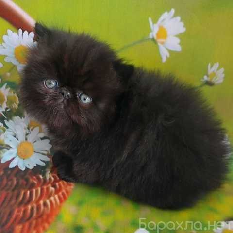 Продам: Персидские котята (Вотсапп +79861722996)