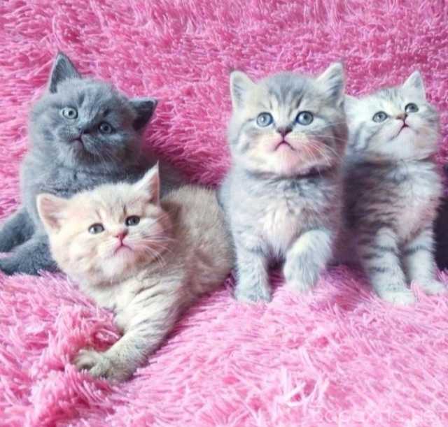 Продам: Британцы котята (WhatsApp +79861722996)