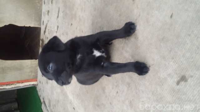 Отдам даром: Щенки Курцхаара метис