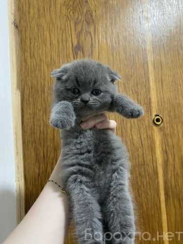 Продам: Шотландцы котята (WhatsApp +79861722996)
