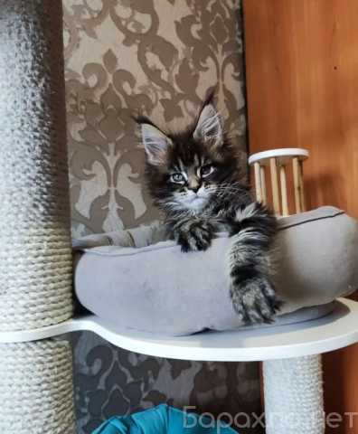 Продам: мейн кун котята (Вотсапп 79861722996)