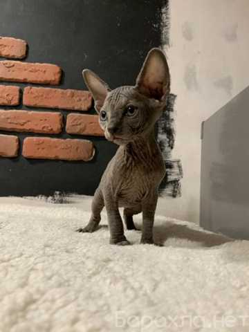 Продам: Котята сфинкс (WhatsApp +79861722996)