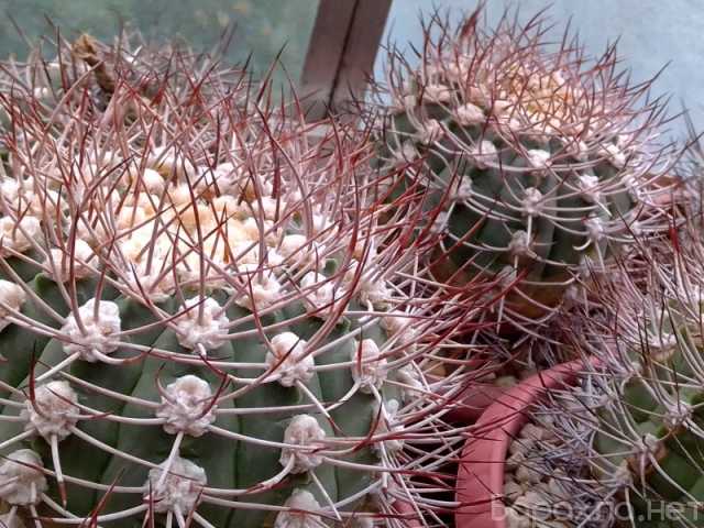 Продам: Кактусы, Gymnocalycium Pugionacanthum