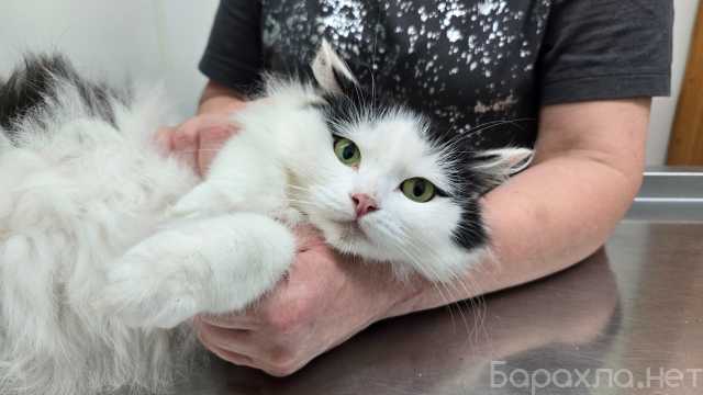 Отдам даром: нежная кошка Мася