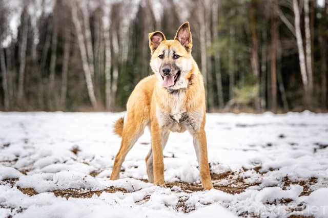 Отдам даром: Серьёзный пёс Хорт