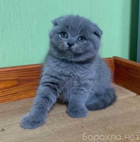 Продам: шотландцы и британцы (Вотсап 79861722996