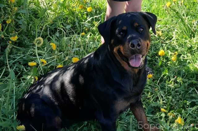 Продам: щенки ротвейлера