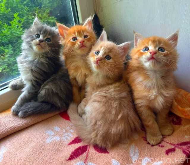 Продам: мейн кун (WhatsApp +79861722996)