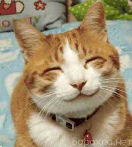 Предложение: Передержка кошек