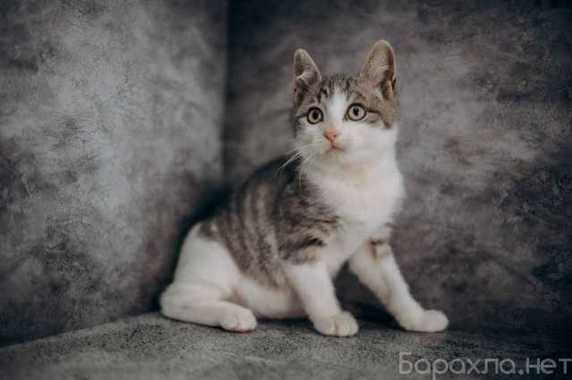 Отдам даром: Котенок Степан ищет дом!