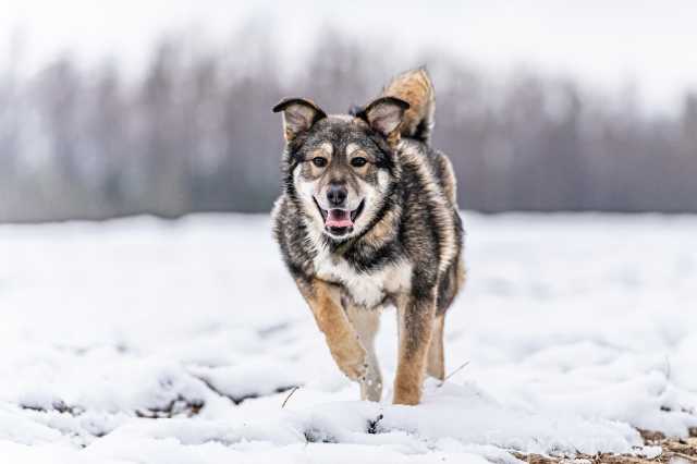 Отдам даром: собака Хэппи, излучающая свет