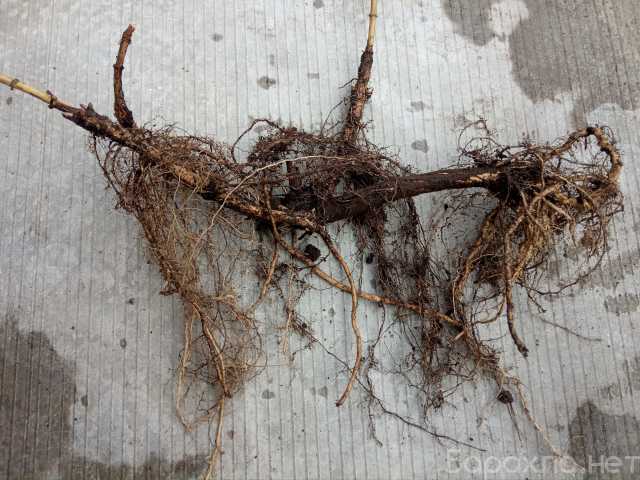 Продам: Корневище хмеля (ризома) сорта Перле