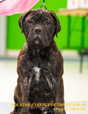 Продам: щенки бульмастифа