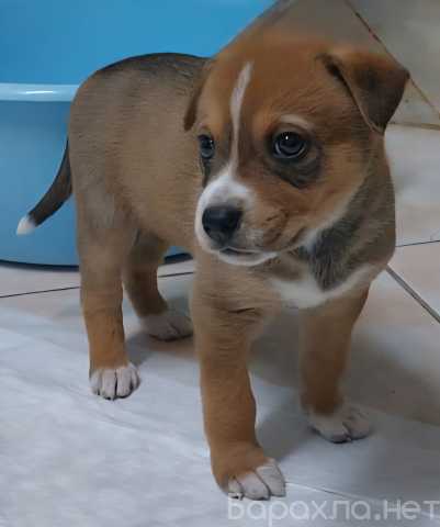 Отдам даром: Щенок