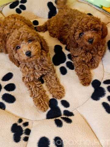 Продам: Щенки Той Пуделя