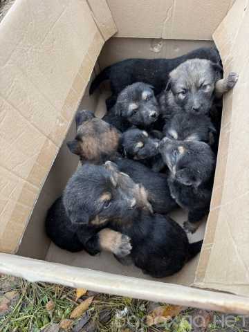 Отдам даром: Щенки срочно ищут дом!
