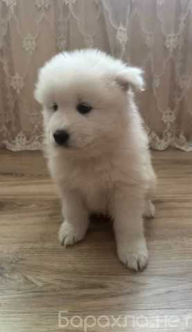 Продам: Щенки Самоеда