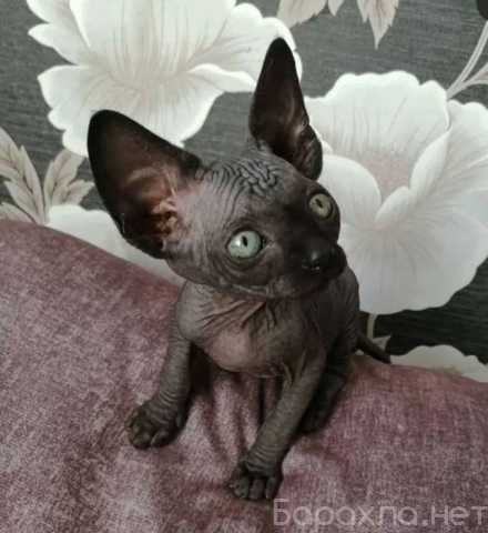Продам: сфинкс котята (Вотсапп 79861722996)