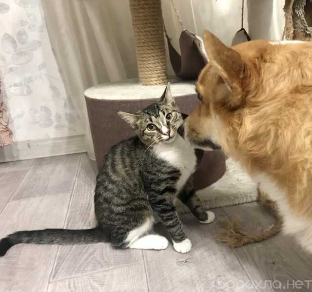 Продам: Кошечка Липа ищет дом