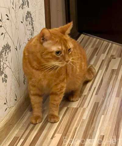 Отдам даром: Рыжечка кошечка ищет дом