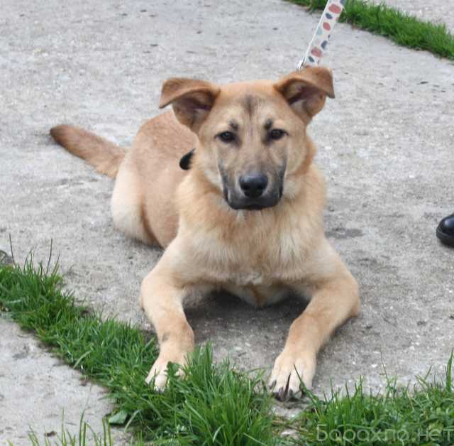 Отдам даром: Умный, жизнерадостный, добрый подросток