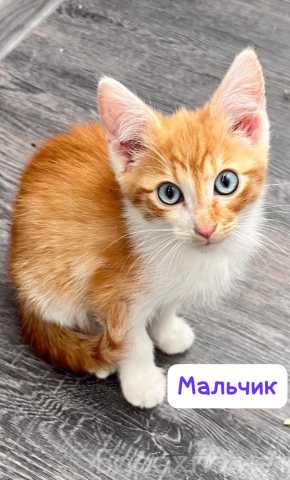 Отдам даром: Котята ищут дом