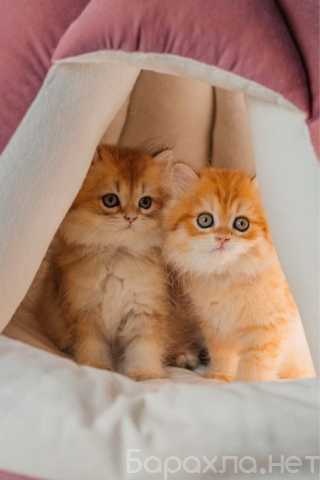 Продам: британские котята (Вотсапп 79861722996)