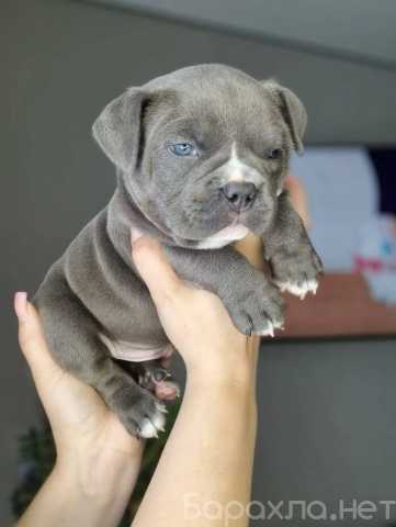 Продам: Щенки Американских Булей