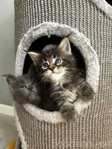 Продам: мейн кун котята (Вотсапп 79861722996)