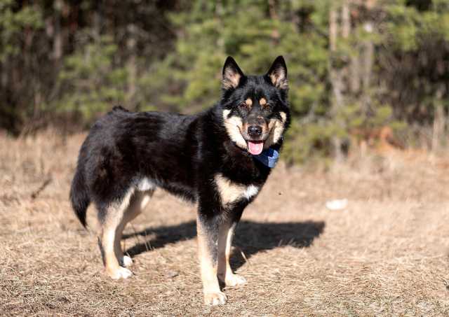 Отдам даром: классный парень метис лайки спасен