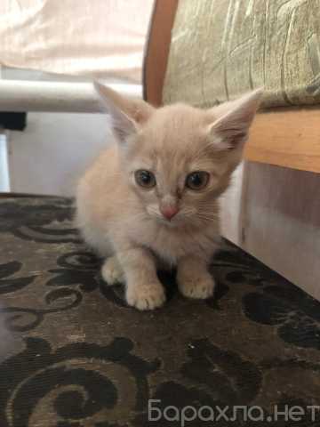Отдам даром: Котята