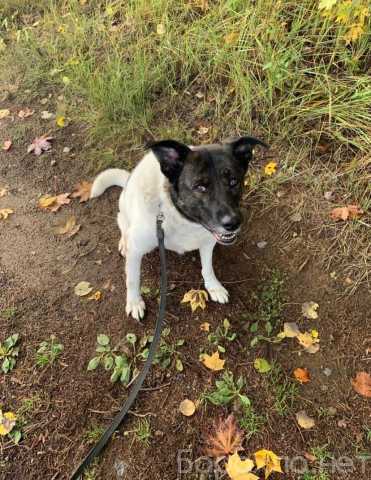 Отдам даром: собаку Шарлотту